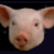 A pixelated pig head image with cyan text elements arranged around it on a black background.