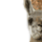 A pixelated animal head with brown and white fur appears in a , each containing the word 'yo' inside a pink or red speech bubble