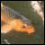 A small square image of a fish swimming in water, positioned above text that reads 'fishies fishies really smell smell boo like boo boo boo boo boo!' on a black background.