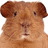 A pixelated image of a brown guinea pig with dark brown ears, showing three distinct text overlays across the frame.