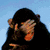 four monkey-themed images with pink text overlays reading 'look at the cute little guys' on two