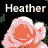 Animated sequence of a pink rose transforming into vertical stripes with white and gray accents, each frame labeled "Heather" above.