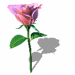 A pink rose with green leaves and stem, shown in multiple poses against a white background.