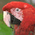 A contact sheet of an animated icon featuring a red parrot image and purple text/heart symbols on a cyan background with gray transparency areas.