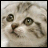 Pixelated close-up of a cat's face with visible eyes, nose, and mouth on a light background.