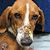 A 4x4 contact sheet of a dog's face with text overlays and animation frames showing color changes, transparency effects, and the PETA.org logo at bottom left.
