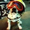 A Dalmatian puppy wearing a yellow helmet and red goggles, standing on a brown surface with a blurred background containing partial Chinese text.
