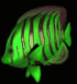 Green fish with dark stripes facing left on black background, displayed in a of four and three