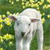 A pixelated white sheep with brown ears stands against a green and yellow floral background, its head slightly tilted forward.