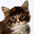 six animal images with partial text overlays, including cats and horses
