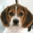 Pixelated dog face on left, blue background with 'dogs' text on right.