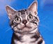 A gray tabby cat with white chest and striped face against solid blue background, eyes change from open to closed in