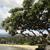 Pixelated static image of a tree with dense green foliage against a light sky background, showing partial ground and water reflections.