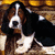 Pixelated image of a dog with brown and black fur, white markings on face and chest, standing against warm-toned background.