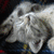 A cat lies on a patterned surface with green text elements appearing sequentially across the image.