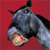 A pixelated horse head with a dark mane and tail against a solid red background, mouth open showing a glowing orange and yellow interior.