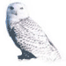 four and four of snowy owl images with blue text overlays, each showing a different text state