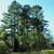 Pixelated static image of a tree with dense green foliage against a light blue sky background.