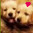 Two golden retriever puppies with open mouths and pink tongues appear side-by-side, each topped by a solid-colored pixelated heart shape.