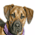 Four distinct dog portraits arranged in a , each with unique breed features and expressions against varied backgrounds