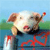 Animals icons for AIM, MSN, MySpace and Yahoo