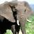 Animated contact sheet showing two elephant frames and a website text frame on a blue background with gray transparency.