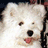 A pixelated white dog with a black nose and pink tongue appears on the left side of a blue background, next to green text reading "Puppy love".