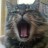 A pixelated close-up of a cat's face with its mouth open, showing teeth and tongue against a blurred background.
