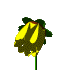 Animated sunflower with yellow petals, brown center, green stem, and green leaves showing growth stages from bud to full bloom.