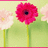 Pixelated floral image with green background and pink text reading "I'M NOT LIKE OTHER PEOPLE I HAVE MY WAYS".