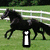 A static image showing a black horse in mid-gallop on grass with white railings, a light brown rabbit with long ears, and a monkey-like animal with large eyes.