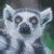 A pixelated lemur icon with green text reading "Original Icons .com" on a dark background, displayed as two frames in a contact sheet layout.
