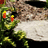 Animated sequence of a red squirrel on a stone surface with green foliage, showing movement from left to right across frames.