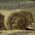 A pixelated static image shows a brown dog with a light-colored muzzle and chest standing on a sandy surface under a muted sky.