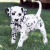 Pixelated static image of a Dalmatian dog standing on grass with dark spots, head turned slightly left, tail raised.