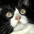A 49x49 pixel animated contact sheet showing two frames of a black-and-white cat with wide eyes and a blue background containing "CoolBuddy.com" text.