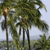 Pixelated image of three palm trees with brown trunks and green fronds against a light blue sky background.