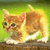 A small orange tabby kitten with white paws and chest stands on a brown surface against a green background, its head turned left to right across frames.