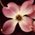 Pink flower with five petals and brown center on dark background, displayed in a