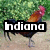 A rooster with brown and black feathers stands on a dirt path against green foliage, overlaid with text reading "Indiana Loves Chooks!!" in white block letters.