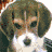 Four distinct beagle dog head portraits arranged in a , each with unique background colors and lighting