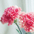 Two pink carnations with green stems and leaves against a light curtain background, displayed in a