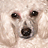 Pixelated close-up of a dog's face showing eyes, nose, and part of its muzzle against a light background.