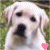 Two side-by-side dog images with pink hearts and text reading 'cute labs' on a white background.