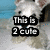 A static image of a white dog with light brown ears against a blue background, overlaid with multiple text blocks in black and white.