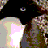 Pixelated image of a black and white animal with brown accents, next to multicolored text reading "swimmers are like penguins all we do is eat sleep and swim then we eat some more".