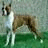 A pixelated boxer dog stands on green grass against a blurred background, with pink text reading 'BOXERS SHE BEST DOGS!!' in bold block letters.