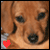 Animals icons for AIM, MSN, MySpace and Yahoo