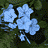 Animated sequence of light blue flowers with five petals each, set against dark green foliage, showing subtle shifts in petal position and brightness across frames.