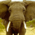 Animated contact sheet showing two elephant frames and a CoolBuddy.com logo frame on a blue background with gray transparency.